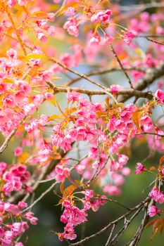 Sakura flowers blooming blossom in Chiang Mai, Thailand, nature background