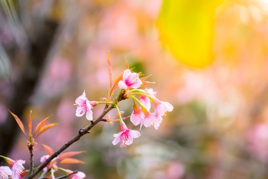 Sakura flowers blooming blossom in Chiang Mai, Thailand, nature background