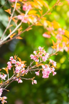 Sakura flowers blooming blossom in Chiang Mai, Thailand, nature background