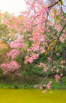 Sakura flowers blooming blossom in Chiang Mai, Thailand, nature background