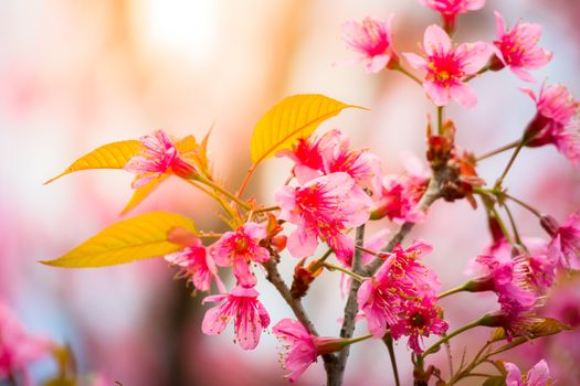 Sakura flowers blooming blossom in Chiang Mai, Thailand, nature background