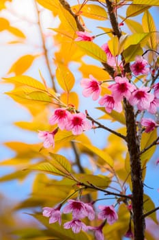 Sakura flowers blooming blossom in Chiang Mai, Thailand, nature background