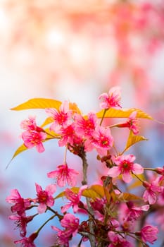 Sakura flowers blooming blossom in Chiang Mai, Thailand, nature background