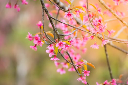 Sakura flowers blooming blossom in Chiang Mai, Thailand, nature background