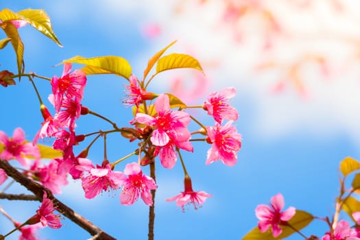 Sakura flowers blooming blossom in Chiang Mai, Thailand, nature background