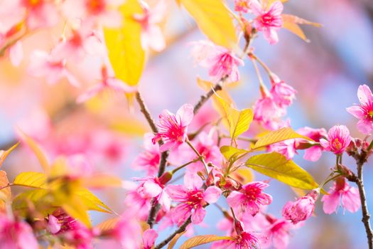 Sakura flowers blooming blossom in Chiang Mai, Thailand, nature background