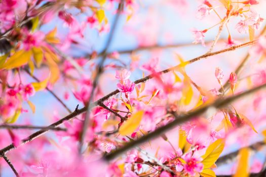 Sakura flowers blooming blossom in Chiang Mai, Thailand, nature background