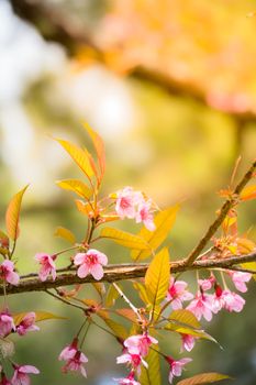 Sakura flowers blooming blossom in Chiang Mai, Thailand, nature background