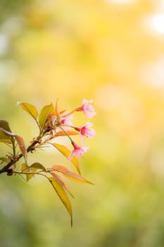 Sakura flowers blooming blossom in Chiang Mai, Thailand, nature background