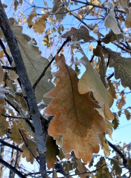 oak trees growing in nature in winter. The branches and the last orange leaves covered with snow after the last snowfall. Winter season. Small depth of field.