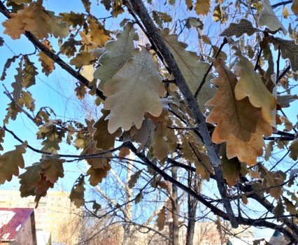 oak trees growing in nature in winter. The branches and the last orange leaves covered with snow after the last snowfall. Winter season. Small depth of field.