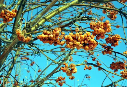 Red berries of rowan tree against blue sky, winter