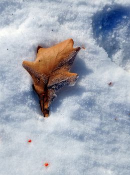 Winter frost on an Oak leaf with frost covered background.