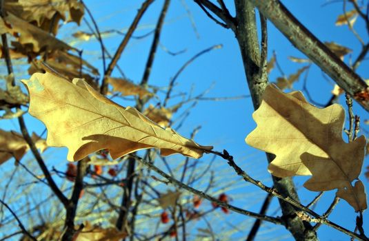 Hoarfrost on oak leaves on branch. Winter abstract macro.