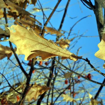 Hoarfrost on oak leaves on branch. Winter abstract macro.