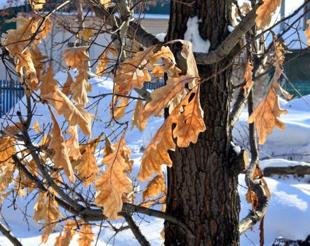 Beautiful frozen tree branch with dead leaves and ice crystals. Close up of withered tree twig in winter.