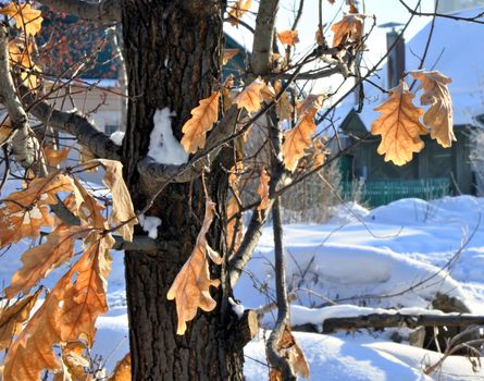Beautiful frozen tree branch with dead leaves and ice crystals. Close up of withered tree twig in winter.
