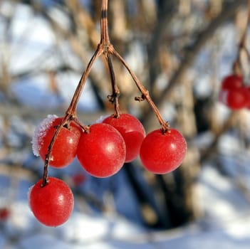 Viburnum in snow. Frozen red berries on a branch in the garden sheltered snow