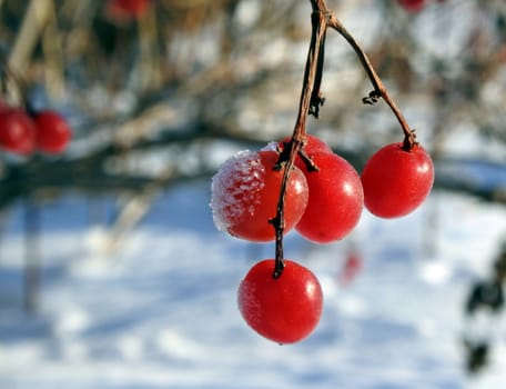 red viburnum on the tree in winter