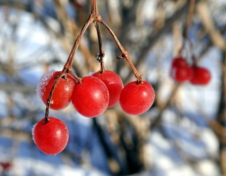 Viburnum in snow. Frozen red berries on a branch in the garden sheltered snow