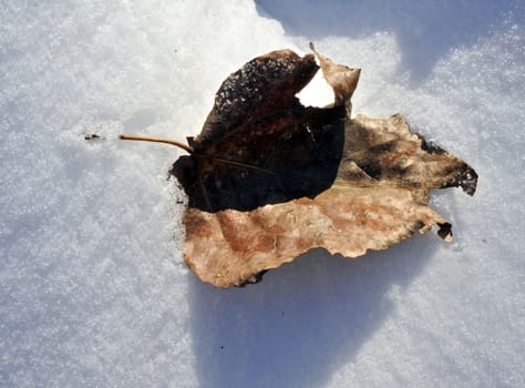 Winter frost on an poplar leaf with frost covered background.