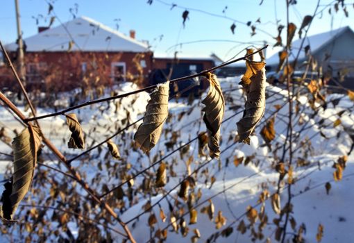 Beautiful frozen tree branch with dead leaves and ice crystals. Close up of withered tree twig in winter.