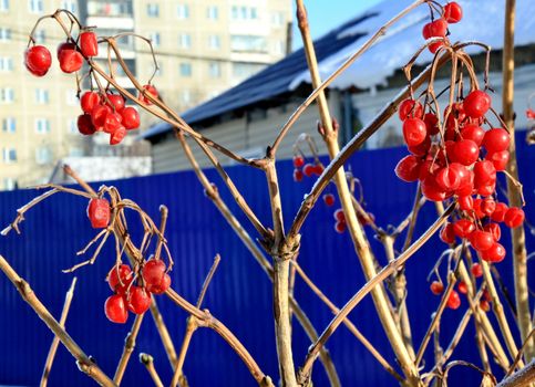 Viburnum in snow. Frozen red berries on a branch in the garden sheltered snow