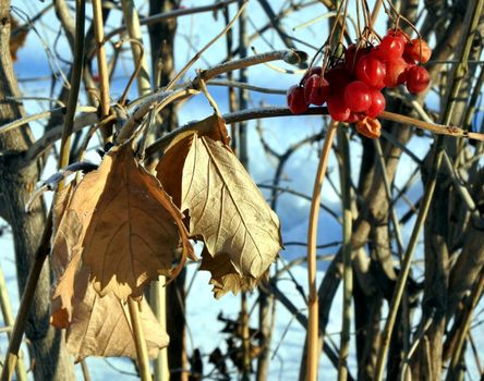 red viburnum on the tree in winter