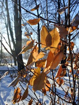 dead leaves in the snow against the rising sun. a gentle winter morning