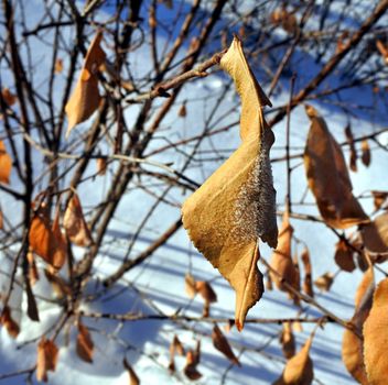 dead leaves in the snow against the rising sun. a gentle winter morning