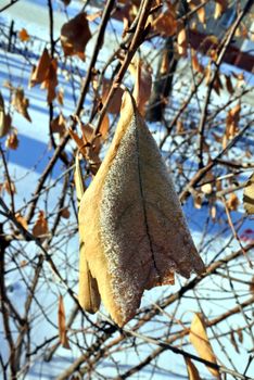 Ice crystal covered dry leaf with sunshine. Dead leaves in the snow against the rising sun. a gentle winter morning