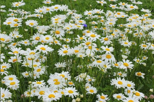 Many daisies in the garden Background of flowers