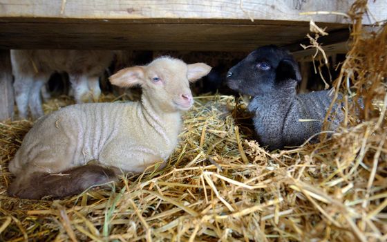 newborn lambs in a stable