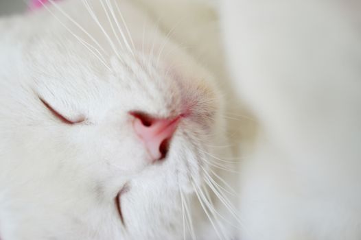 Close up sleeping lovely white cat