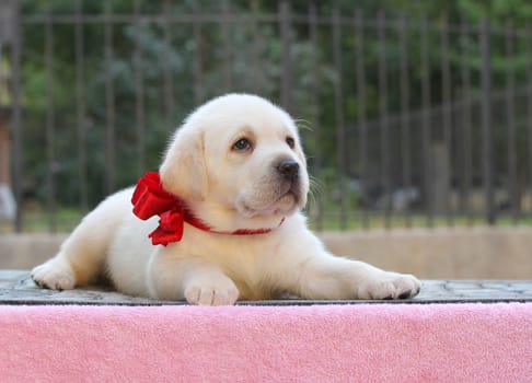 a little yellow labrador puppy sitting on pink background