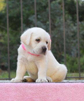the little yellow labrador puppy sitting on pink background
