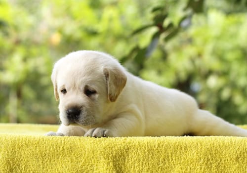 the little yellow labrador puppy laying on a yellow background