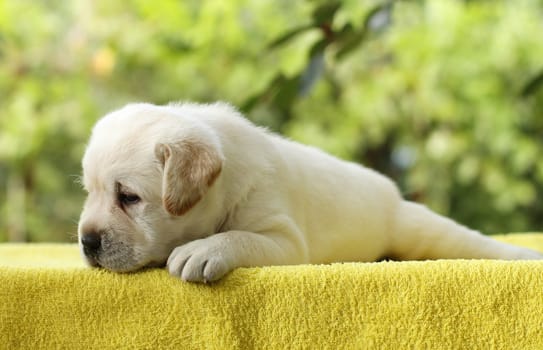 a little yellow labrador puppy laying on a yellow background