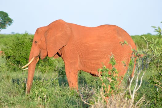 Red Elephant isolated in the savannah of Tsavo East park in Kenya