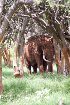 Red Elephant isolated in the savannah of Tsavo East park in Kenya