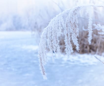 hoarfrost on branches of a winter frosty day closeup