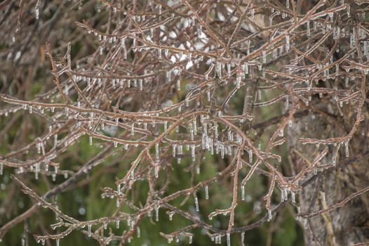 Tree branches hanging with icicles hanging after a freezing rain ice storm. Green background