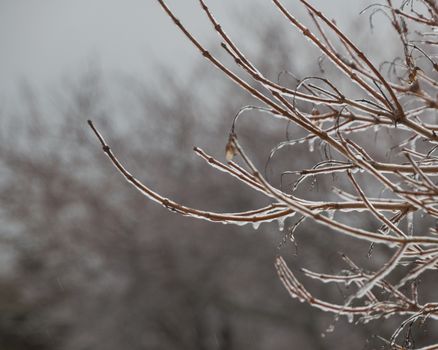 Tree branches hanging with icicles hanging after a freezing rain ice storm. Grey sky