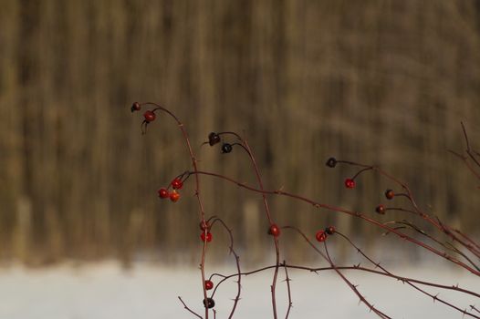 Briliant sunlit rose hips with snow and trees background