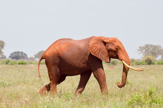 Red Elephant isolated in the savannah of Tsavo East park in Kenya