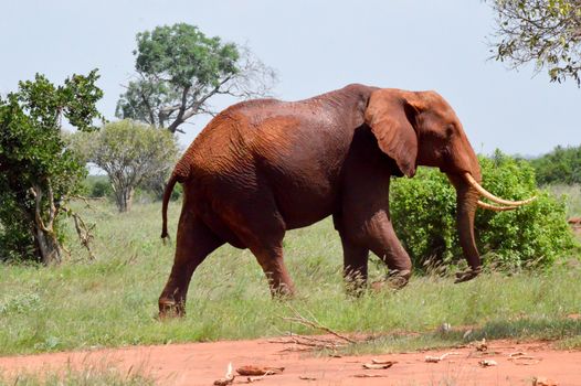 Red Elephant isolated in the savannah of Tsavo East park in Kenya