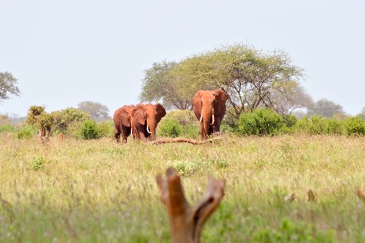 Three Red Elephants isolated in the savannah of Tsavo East Park in Kenya