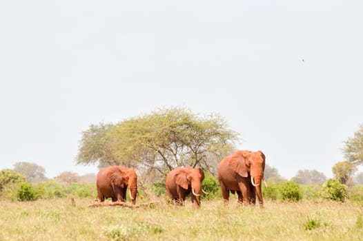 Three Red Elephants isolated in the savannah of Tsavo East Park in Kenya