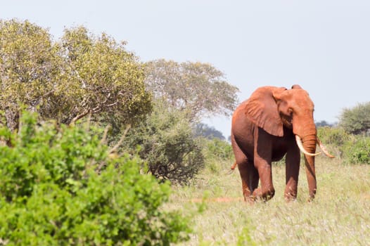 Red Elephants isolated in the savannah of Tsavo East Park in Kenya