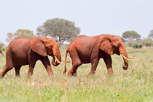 Two Red Elephants isolated in the savanna of Tsavo East Park in Kenya